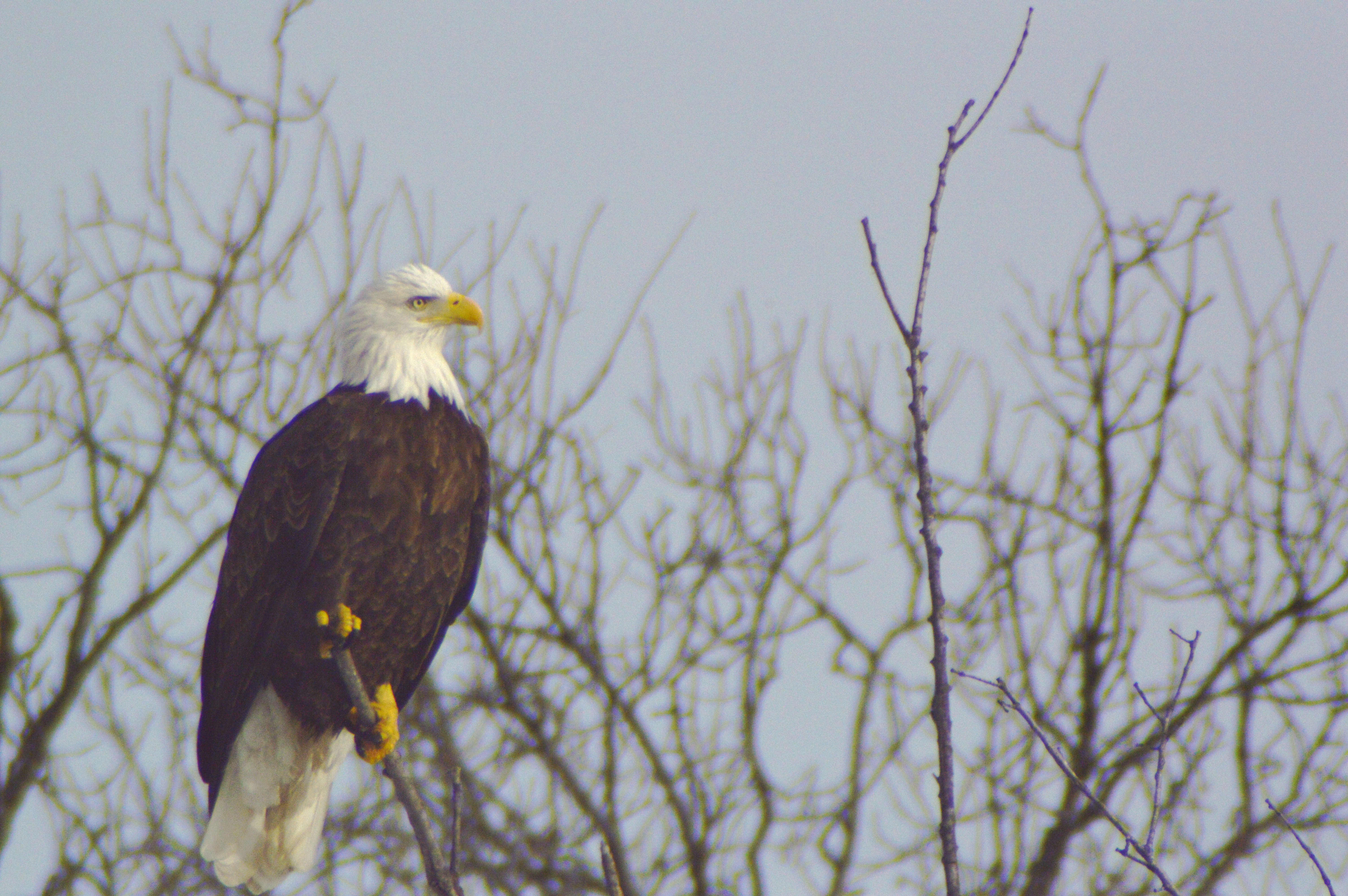 Bald Eagle Watching 12-29-30 247